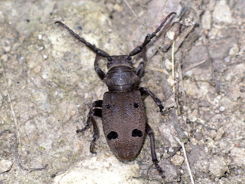 Coleottero da determinare: Herophila tristis